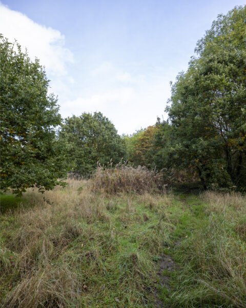 A green open space